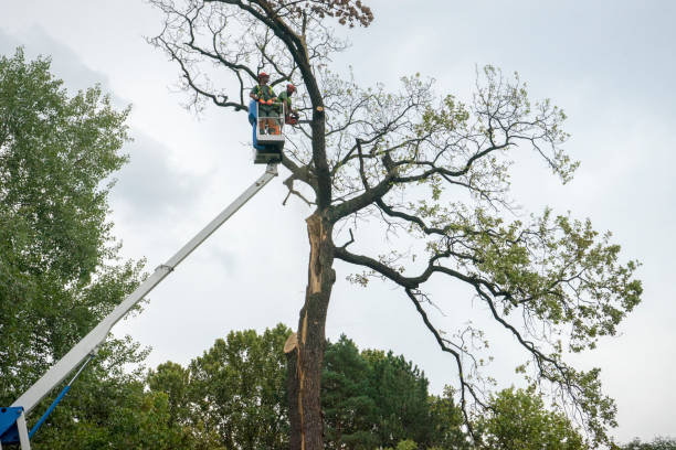 Residential Tree Removal in Temple Terrace, FL